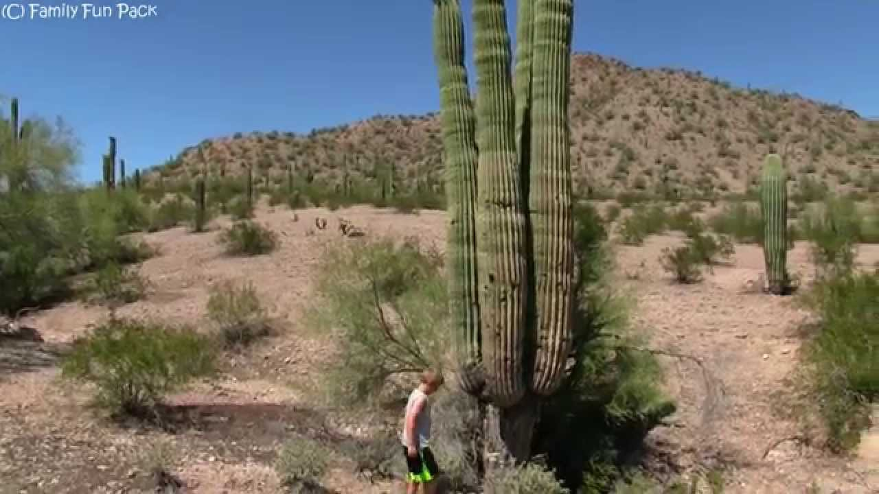 giant-saguaro